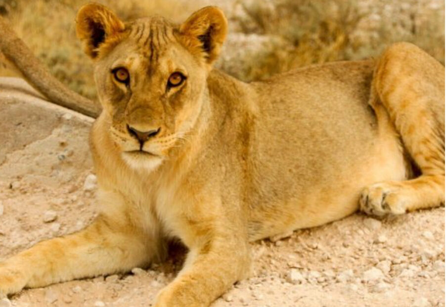 voyage safari seal adventures
